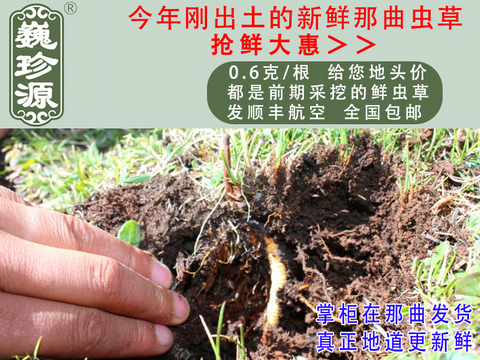 ���r���x�Ĳ�,�������r�x��,Ρ��Դ0.6��/���^���������r���x�Ĳ���ô�����