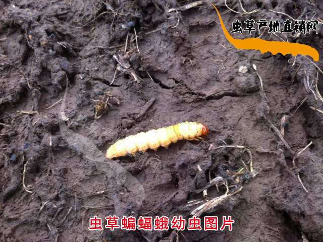 �x(ch��ng)�������DƬ,�x(ch��ng)����������x(ch��ng)�DƬ,�x(ch��ng)����������x(ch��ng)